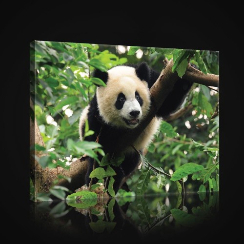 Obraz na ścianę obrazy na płótnie panda 100x75
