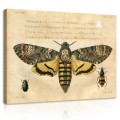 Obraz na ścianę obrazy na płótnie motyle 100x75