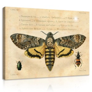 Obraz na ścianę obrazy na płótnie motyle 100x75