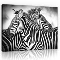 Obraz na ścianę obrazy na płótnie zebra 100x75